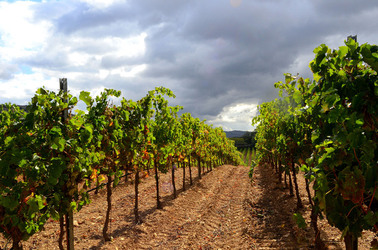 VENDEMMIA di AUTUNNO a S.Cristina Gela in Sicilia. Fotografie di Giulio Azzarello &copy;2016.