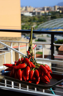 PEPERONCINO fotografie di Giulio Azzarello ©2014. PEPERONCINO fotografie di Giulio Azzarello ©2014.