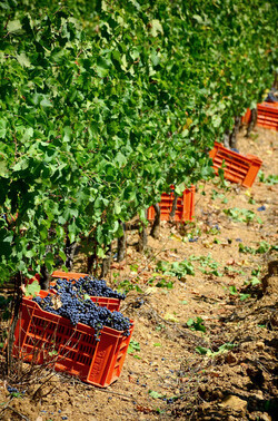 VENDEMMIA a S.Cristina Gela in Sicilia. Fotografie di Giulio Azzarello &copy;2016.