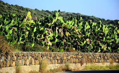 ISOLA DI USTICA la natura. Fotografie di Giulio Azzarello &copy;2016.