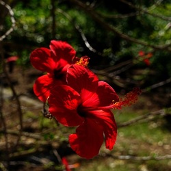 GIARDINO SICILIANO. Fotografie di Giulio Azzarello ©2022. GIARDINO SICILIANO. Fotografie di Giulio Azzarello ©2022.