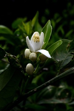 ZAGARA. Fotografie di Giulio Azzarello ©2022. ZAGARA. Fotografie di Giulio Azzarello ©2022.