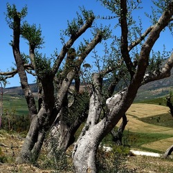 SEGESTA. Fotografie di Giulio Azzarello ©2024. SEGESTA. Fotografie di Giulio Azzarello ©2024.