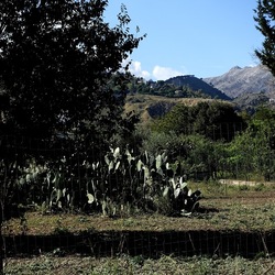 RAMI E ROVI. Fotografie di Giulio Azzarello ©2023. RAMI E ROVI. Fotografie di Giulio Azzarello ©2023.