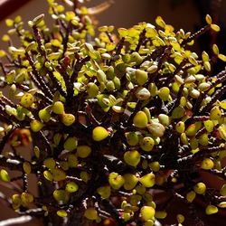 BONSAI. Fotografie di Giulio Azzarello &copy;2022.