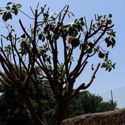 RAMI. Fotografie di Giulio Azzarello &copy;2022.
