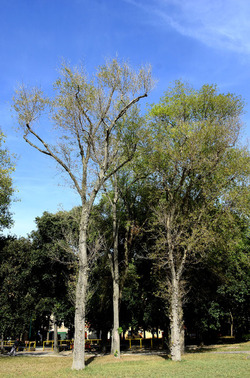 GIARDINI della BIENNALE a Venezia. Foto di Giulio Azzarello &copy;2015 2016.