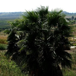 SELINUNTE. Fotografie di Giulio Azzarello ©2022. SELINUNTE. Fotografie di Giulio Azzarello ©2022.