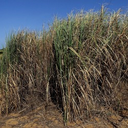 SELINUNTE. Fotografie di Giulio Azzarello ©2022. SELINUNTE. Fotografie di Giulio Azzarello ©2022.