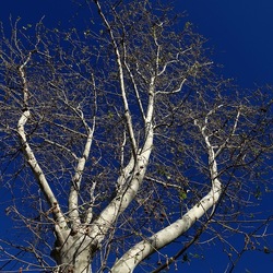 ALBERI. Fotografie di Giulio Azzarello &copy;2024.
