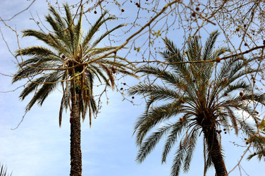 VILLA BONANNO a Palermo. Fotografie di Giulio Azzarello &copy;2016.
