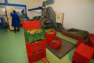 TIPICO FRANTOIO fotografie di Giulio Azzarello ©2014. TIPICO FRANTOIO fotografie di Giulio Azzarello ©2014.