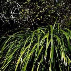 ORTO BOTANICO. Fotografie di Giulio Azzarello &copy;2024.