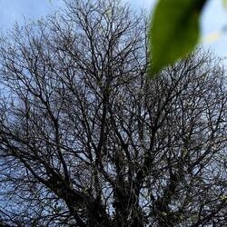 PIANTE. Fotografie di Giulio Azzarello &copy;2022.