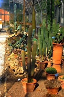 ORTO BOTANICO di Palermo nel maggio 2018. Fotografie di Giulio Azzarello &copy;2018.