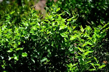 HABITAT NATURA in campagna. Fotografie di Giulio Azzarello ©2015 2016. HABITAT NATURA in campagna. Fotografie di Giulio Azzarello ©2015 2016.