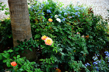 CAMPAGNA SICILIANA. Fotografie di Giulio Azzarello &copy;2016.