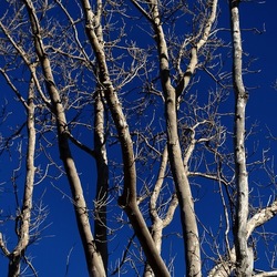 ALBERI. Fotografie di Giulio Azzarello ©2024. ALBERI. Fotografie di Giulio Azzarello ©2024.