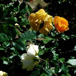 ORTO BOTANICO di PALERMO. Fotografie di Giulio Azzarello ©2019.