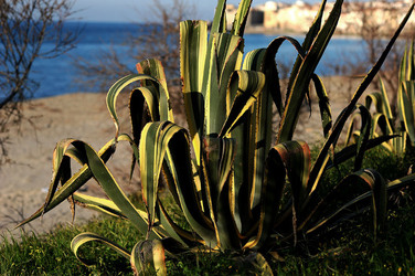 AGAVE selvatica sul mare in Sicilia a Cefalù. Fotografie di Giulio Azzarello ©2014. AGAVE selvatica sul mare in Sicilia a Cefalù. Fotografie di Giulio Azzarello ©2014.