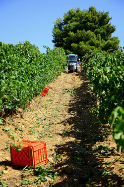 VENDEMMIA a S.Cristina Gela i coltivatori. Fotografie di Giulio Azzarello ©2016. VENDEMMIA a S.Cristina Gela i coltivatori. Fotografie di Giulio Azzarello ©2016.
