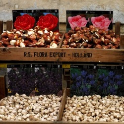 ORTO BOTANICO di PALERMO. Fotografie di Giulio Azzarello ©2019.