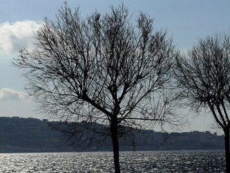 RAMI E ALBERI in inverno. Fotografie di Giulio Azzarello &copy;2014.