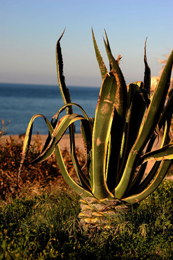 AGAVE selvatica sul mare in Sicilia a Cefalù. Fotografie di Giulio Azzarello ©2014. AGAVE selvatica sul mare in Sicilia a Cefalù. Fotografie di Giulio Azzarello ©2014.