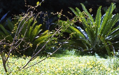 ORTO BOTANICO di Palermo. Fotografie di Giulio Azzarello ©2021.