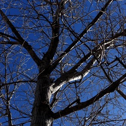 ALBERI. Fotografie di Giulio Azzarello &copy;2024.