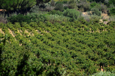 GORGHI TONDI oasi di vigneti e piante Mazzara del Vallo in Sicilia. Foto di Giulio Azzarello ©2016. GORGHI TONDI oasi di vigneti e piante Mazzara del Vallo in Sicilia. Foto di Giulio Azzarello ©2016.