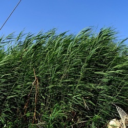 SELINUNTE. Fotografie di Giulio Azzarello ©2022. SELINUNTE. Fotografie di Giulio Azzarello ©2022.