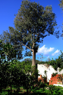 AGRUMETO SICILIANO in autunno. Fotografie di Giulio Azzarello &copy;2014.