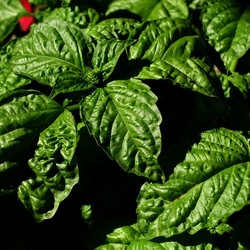 GIARDINO SICILIANO. Fotografie di Giulio Azzarello ©2022. GIARDINO SICILIANO. Fotografie di Giulio Azzarello ©2022.