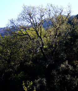 GOLE DELL ALCANTARA in Sicilia. Fotografie di Giulio Azzarello &copy;2016.
