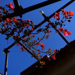 GIARDINO SICILIANO. Fotografie di Giulio Azzarello &copy;2024.