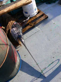 LE FELUCHE di Sicilia fotografie di Giulio Azzarello ©2014. LE FELUCHE di Sicilia fotografie di Giulio Azzarello ©2014.