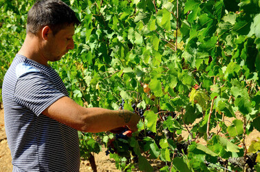VENDEMMIA a S.Cristina Gela i coltivatori. Fotografie di Giulio Azzarello ©2016. VENDEMMIA a S.Cristina Gela i coltivatori. Fotografie di Giulio Azzarello ©2016.
