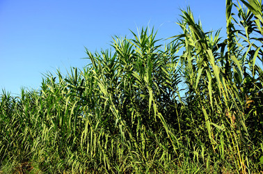 ISOLA DI USTICA la natura. Fotografie di Giulio Azzarello &copy;2016.