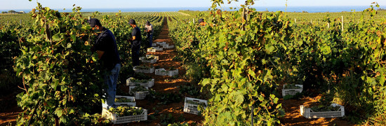 VENDEMMIA a Mazzara del Vallo in Sicilia con i contadini. Fotografie di Giulio Azzarello ©2016. VENDEMMIA a Mazzara del Vallo in Sicilia con i contadini. Fotografie di Giulio Azzarello ©2016.