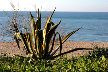AGAVE selvatica sul mare in Sicilia a Cefalù. Fotografie di Giulio Azzarello ©2014. AGAVE selvatica sul mare in Sicilia a Cefalù. Fotografie di Giulio Azzarello ©2014.