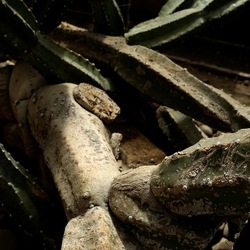 ORTO BOTANICO. Fotografie di Giulio Azzarello &copy;2024.