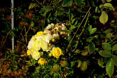 CAMPAGNA SICILIANA. Fotografie di Giulio Azzarello &copy;2016.