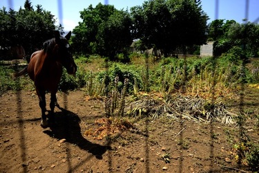 GIARDINO fotografie di Giulio Azzarello ©2019. GIARDINO fotografie di Giulio Azzarello ©2019.