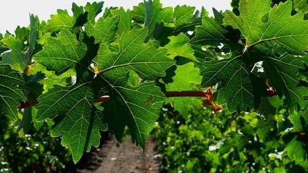 VIGNETO tipico siciliano a Salemi panoramiche e particolari. Fotografie di Giulio Azzarello &copy;2014.