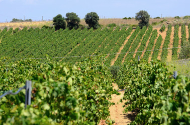 GORGHI TONDI oasi di vigneti e piante Mazzara del Vallo in Sicilia. Foto di Giulio Azzarello ©2016. GORGHI TONDI oasi di vigneti e piante Mazzara del Vallo in Sicilia. Foto di Giulio Azzarello ©2016.