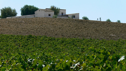 VIGNETO tipico siciliano a Salemi panoramiche e particolari. Fotografie di Giulio Azzarello &copy;2014.