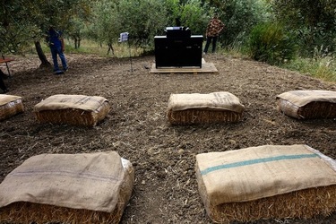 ULIVETO SICILIANO. Fotografie di Giulio Azzarello ©2022.