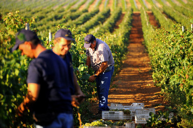 VENDEMMIA a Mazzara del Vallo in Sicilia con i contadini. Fotografie di Giulio Azzarello ©2016. VENDEMMIA a Mazzara del Vallo in Sicilia con i contadini. Fotografie di Giulio Azzarello ©2016.