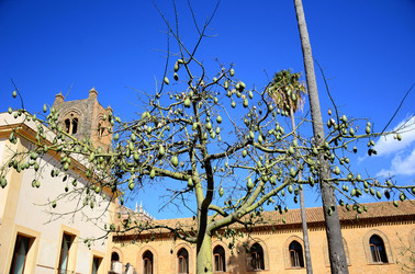 MACCHIA MEDITERRANEA in Sicilia. Fotografie di Giulio Azzarello &copy;2106.